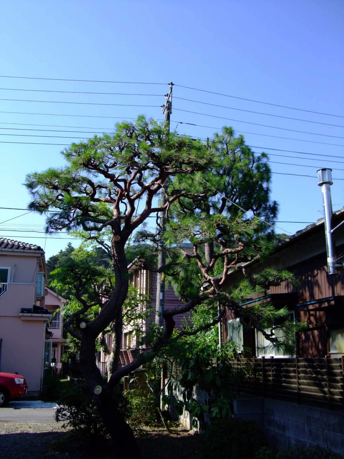 八王子市にて☆松剪定