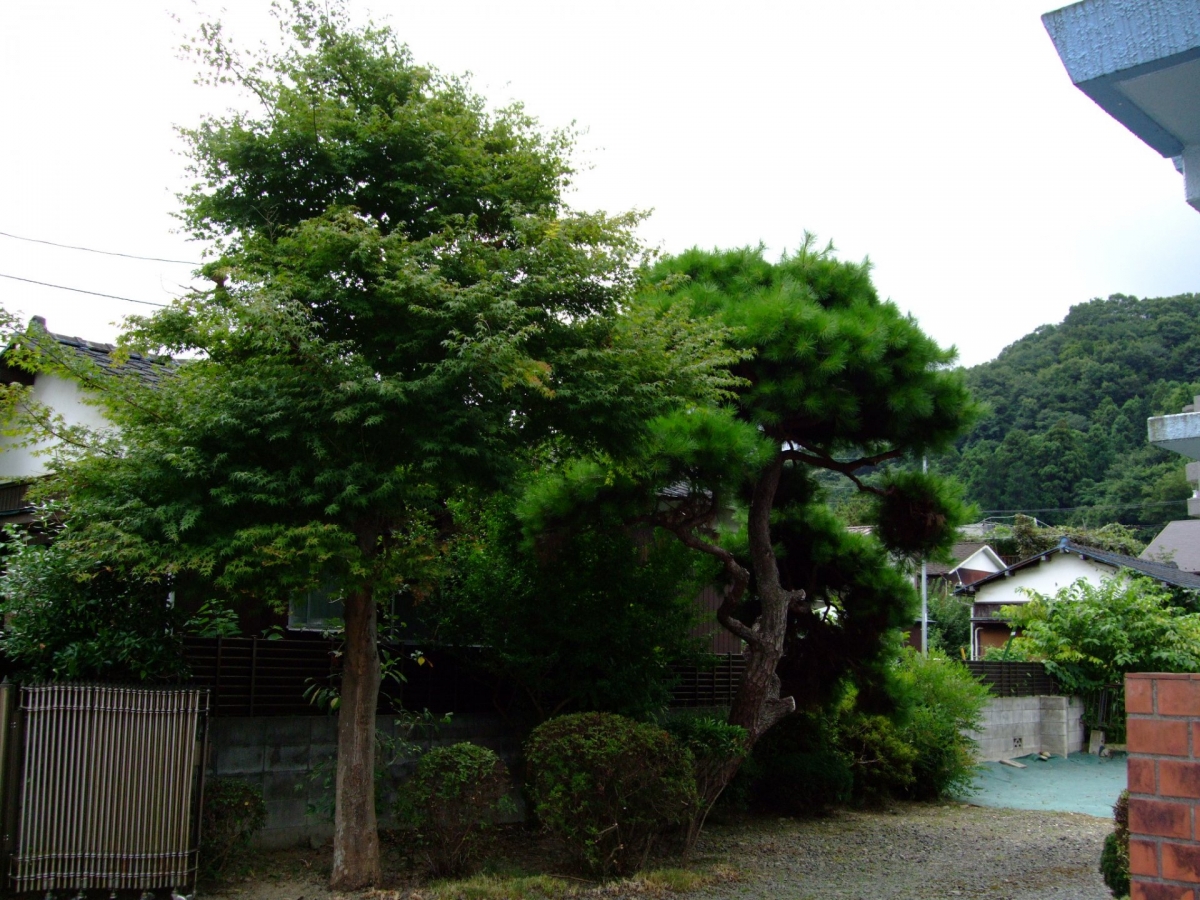 多摩市にて☆植木剪定作業